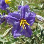 silverleaf nightshade blooming at Academy Village