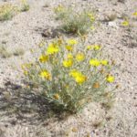 spiny goldenweed blooming at Academy Village