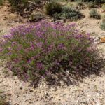 black dalea blooming at Academy Village