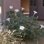 datura blooming at Academy Village