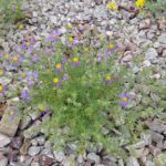 mesa tansyaster Blooming at Academy Village