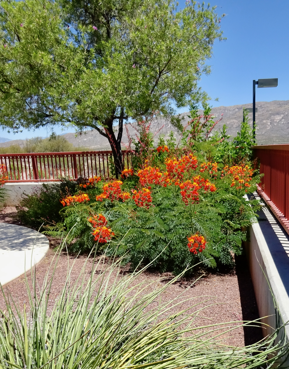 skole Spænding Kalksten Red Bird of Paradise – What's Blooming