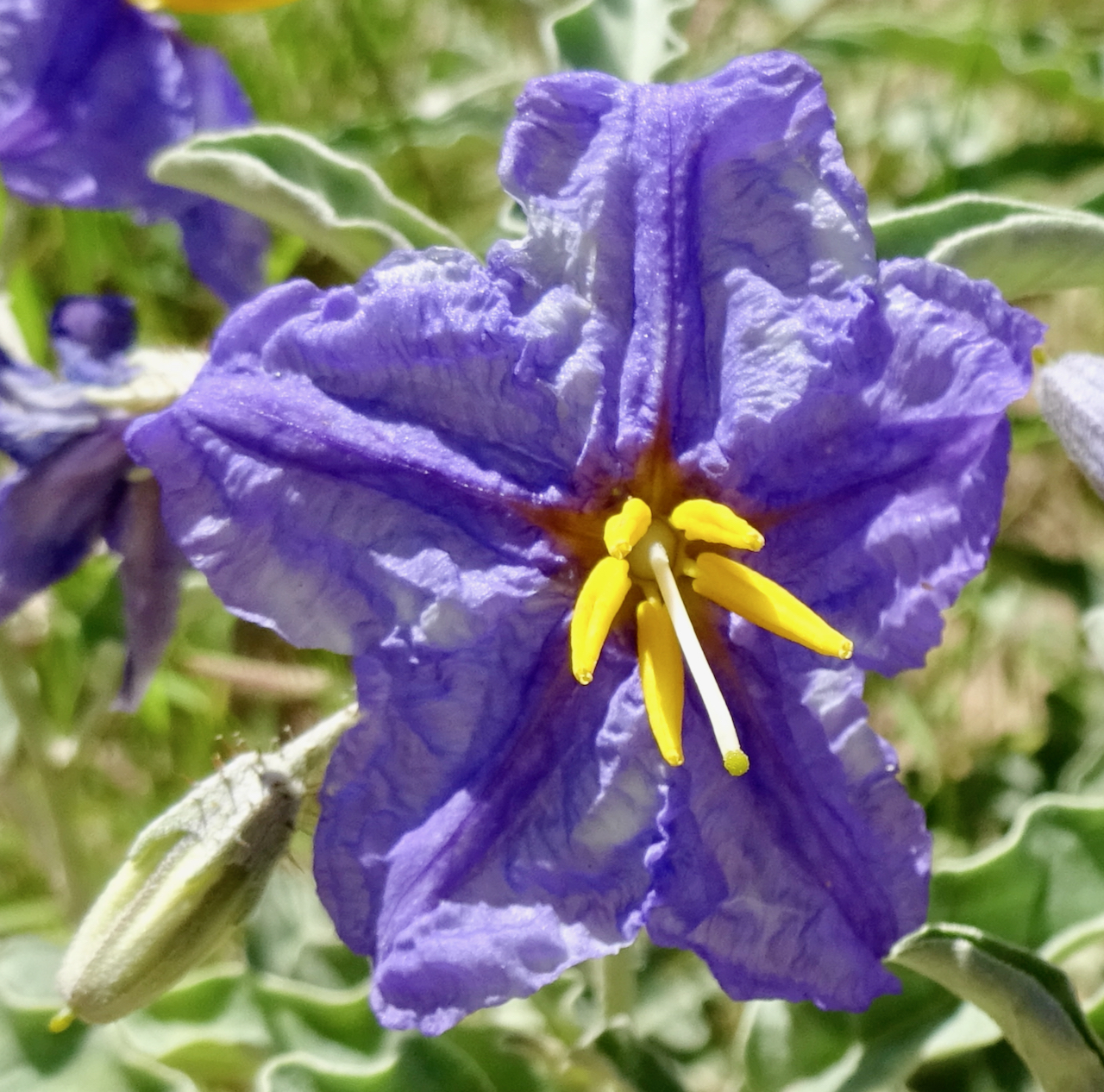Silverleaf Nightshade What s Blooming Silverleaf Nightshade What s Blooming