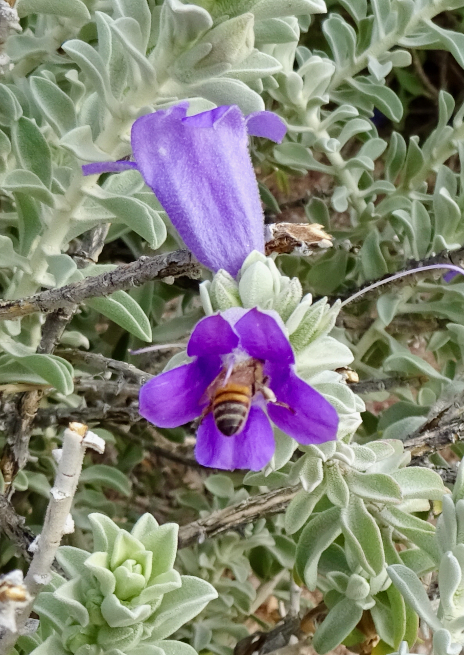 Blue emu bush – What's Blooming