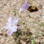 blue gilia flower showing tube and flared petals