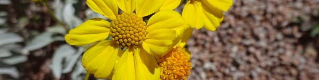 brittlebush flowers blooming at Academy Village