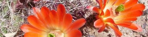 flowers of hedgehog cactus blooming at Academy Village