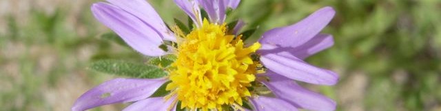 flower of tansy aster blooming at Academy Village