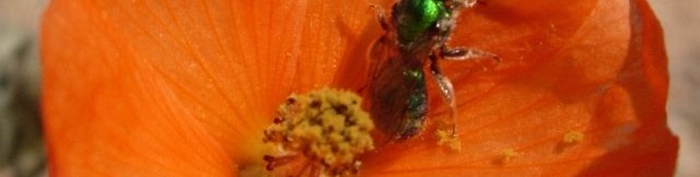 closeup of flower of desert globemallow blooming at Academy Village