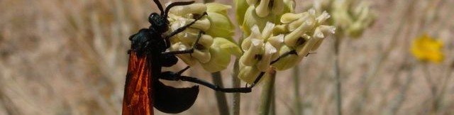 desert milkweed flowers with tarantula hawk blooming at Academy Village