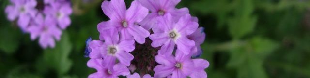 flowers of verbena (Glandularia) blooming at Academy Village