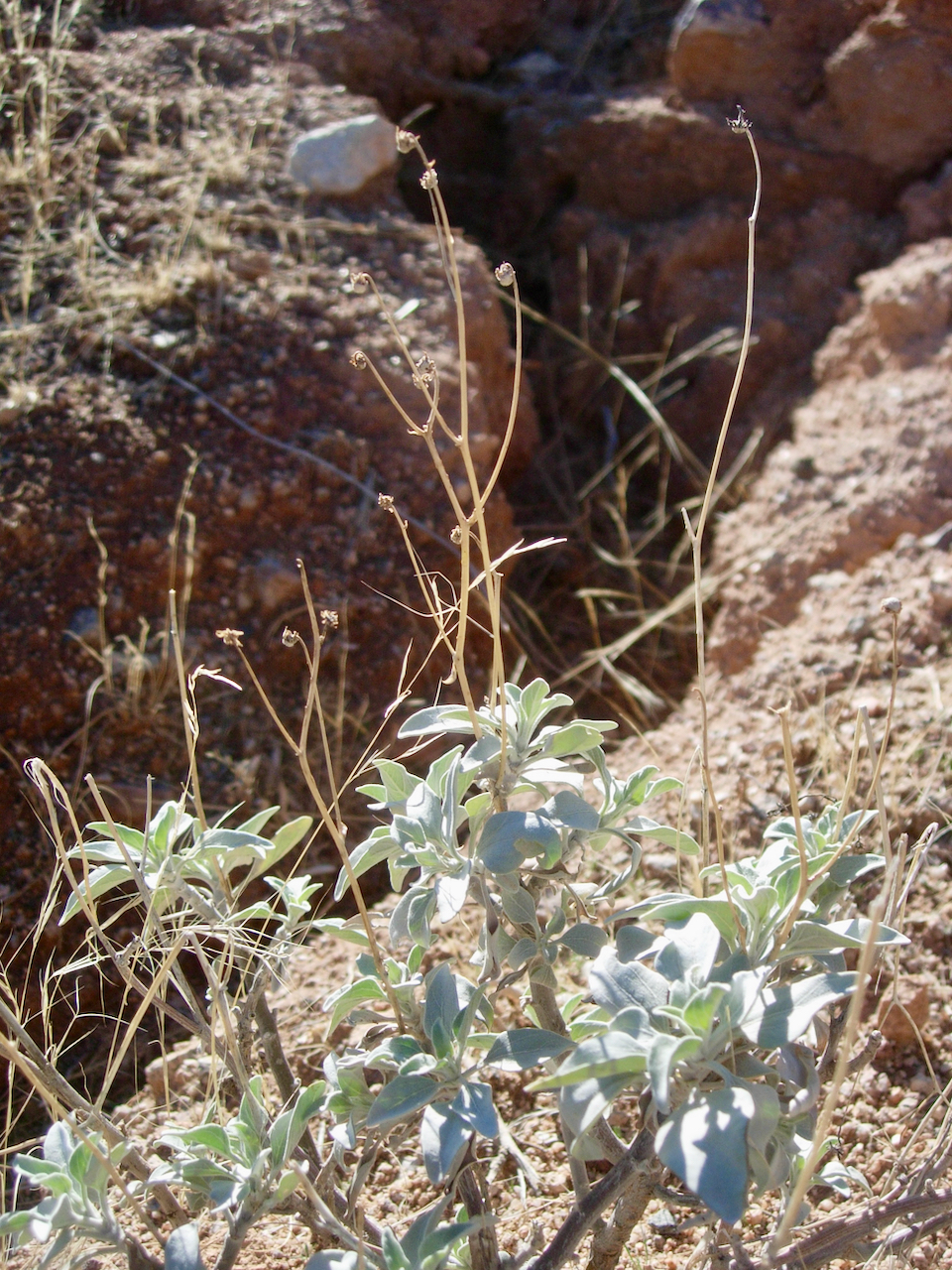 Brittlebush, incienso – What's Blooming