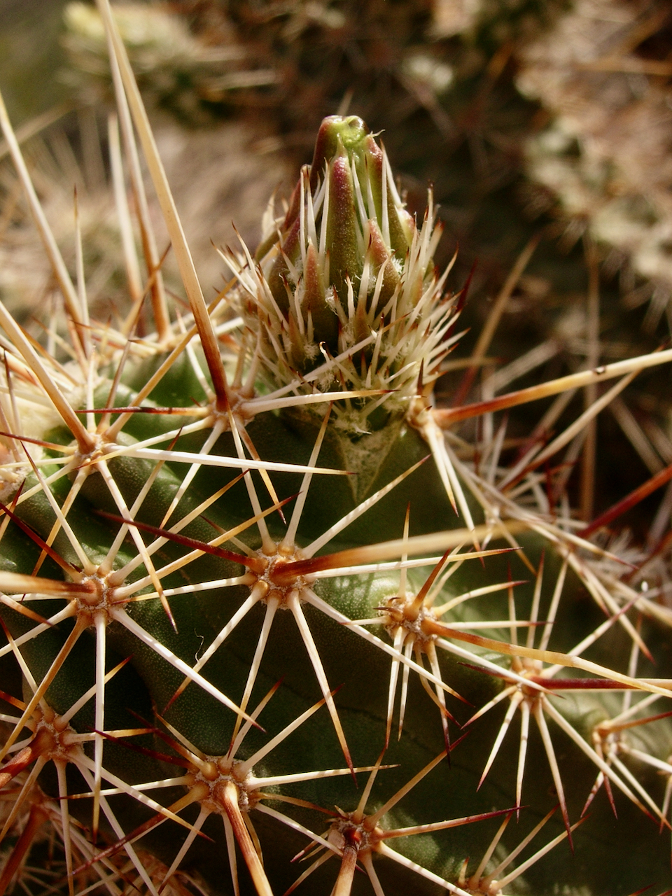 Hedgehog Cactus What s Blooming